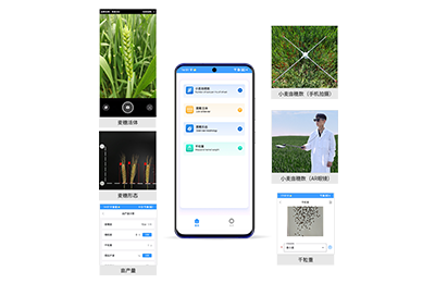 吐鲁番地区小麦亩穗数分析仪IN-XM02