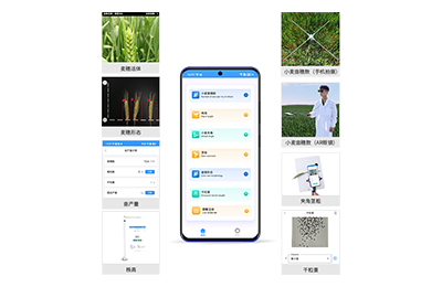 吐鲁番地区小麦表型测量仪IN-XM05